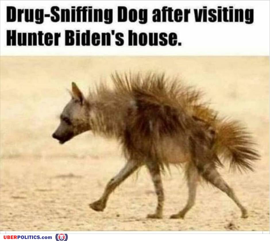 Drug Sniffing Dog